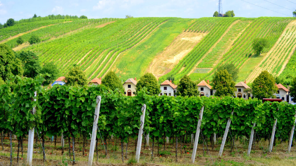 Vinařství Hradil vinohrad